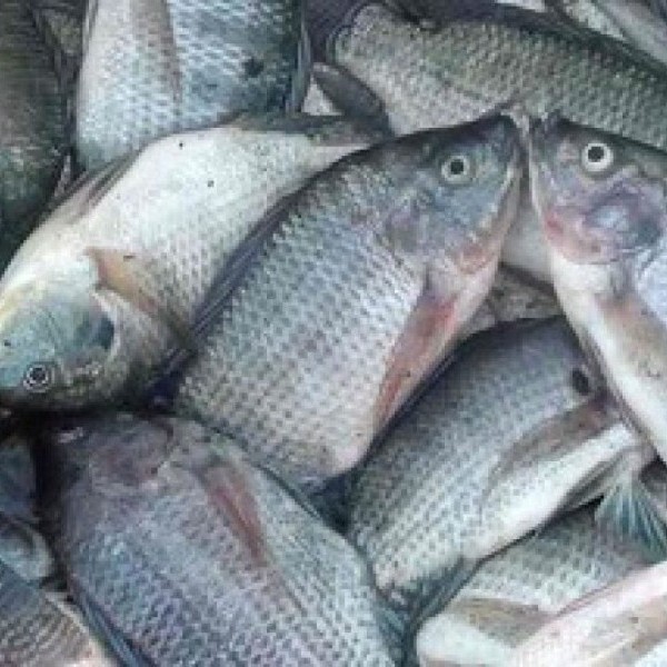 Ikan Mujair